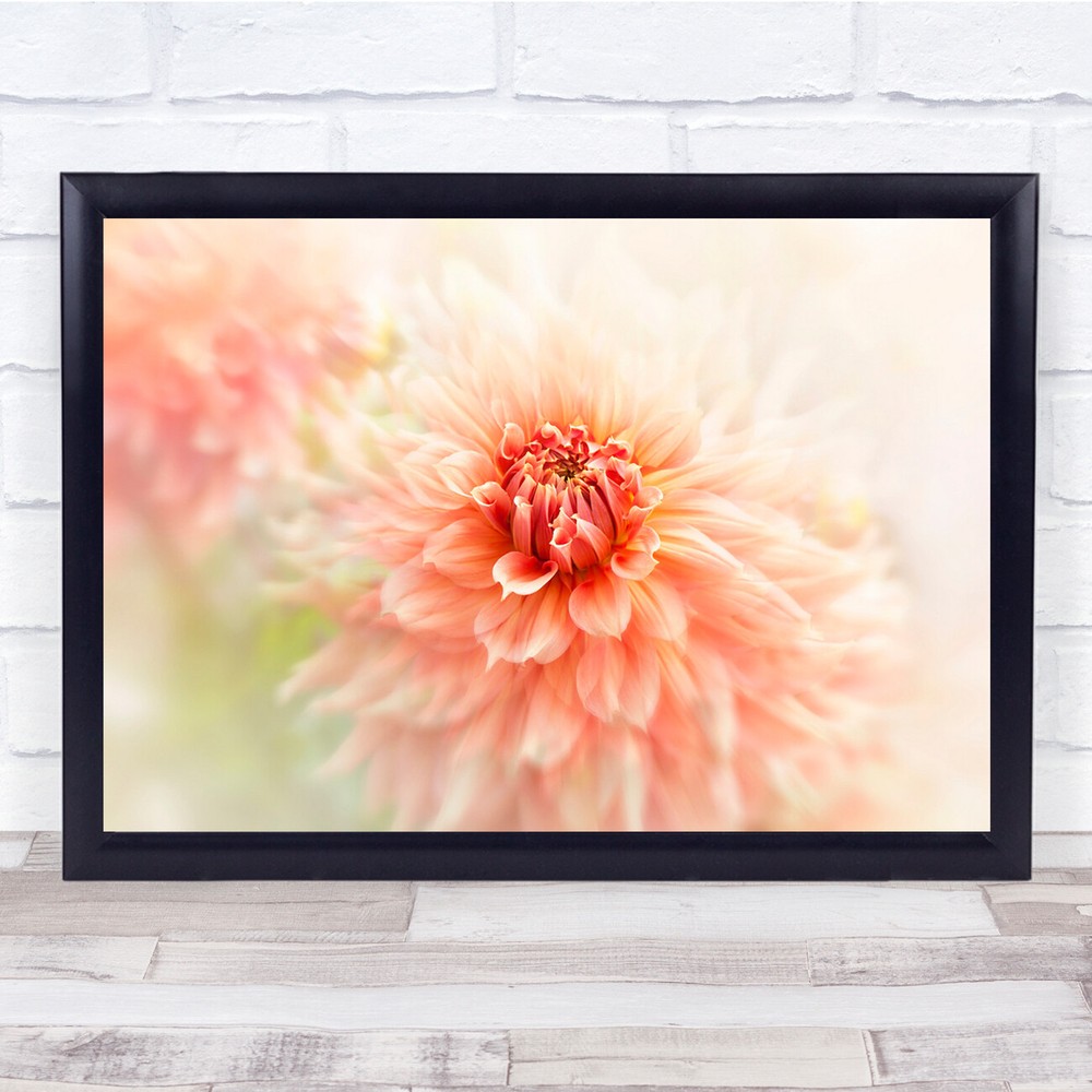 Dahlia Flower Flora Bloom Peach Bright Close-Up Floral Summer Wall Art Print