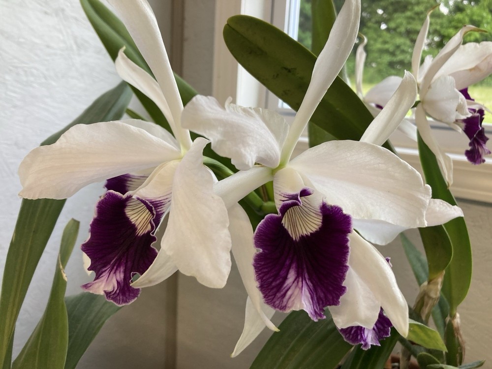 Cattleya Purpurata V. Shustinaria