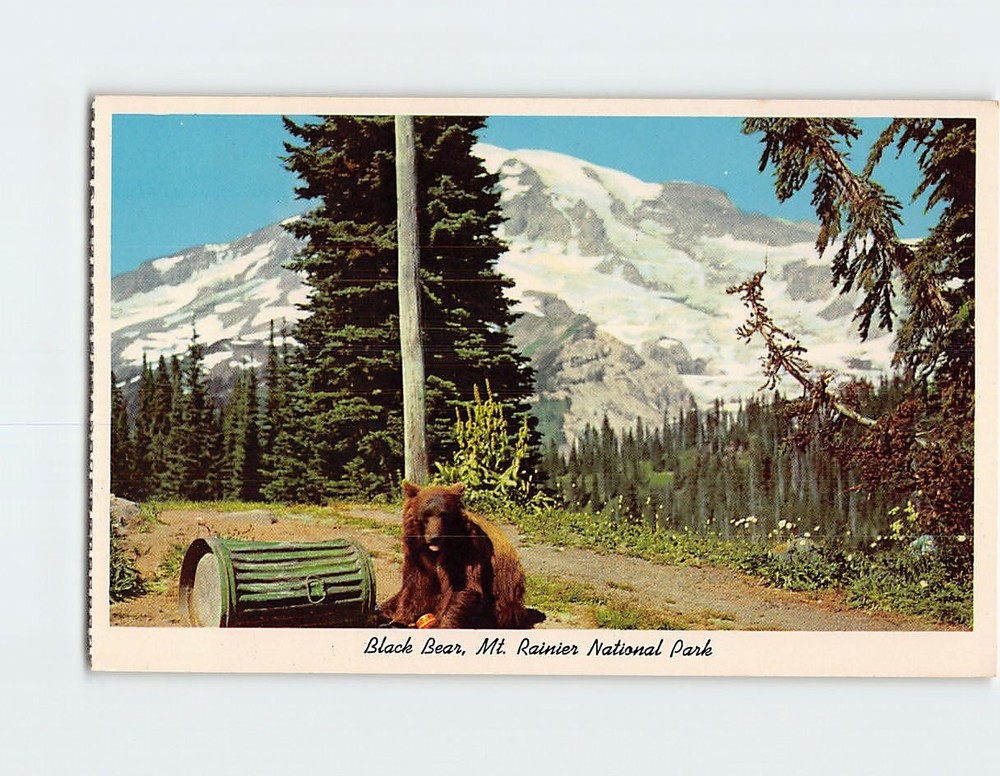 Postcard Black Bear Mt. Rainier National Park Washington USA