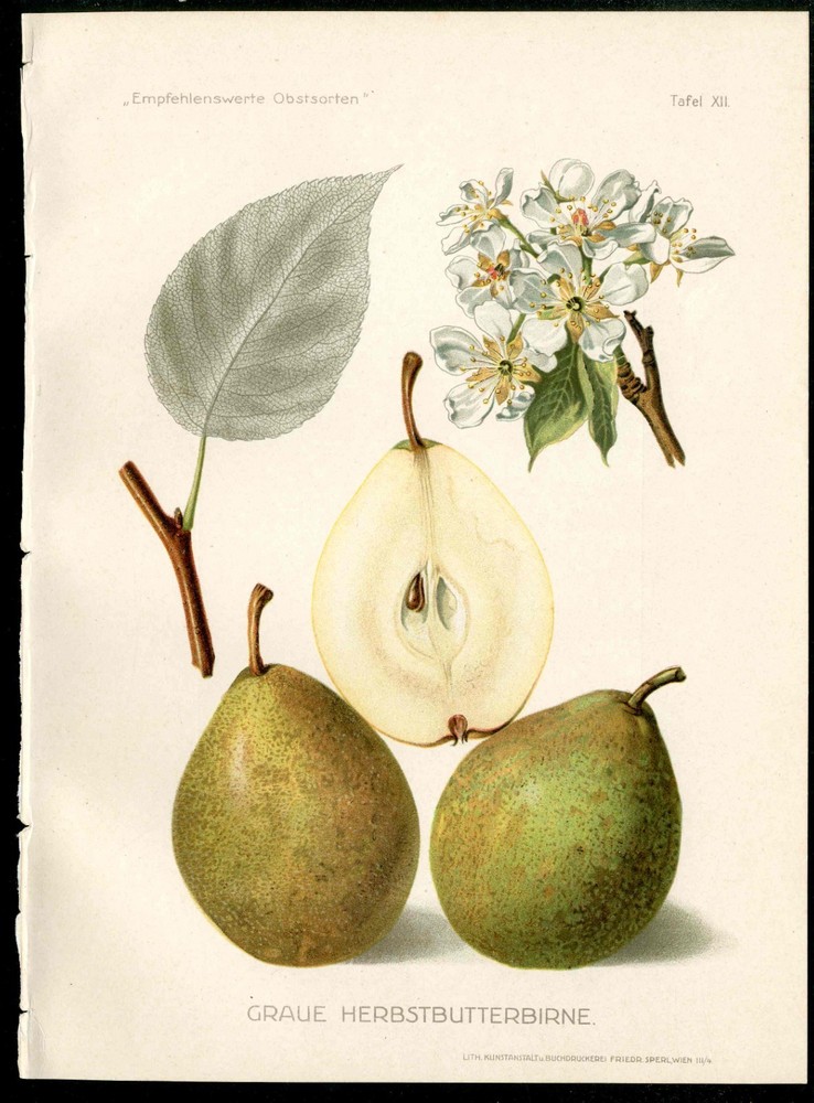 1912  Pfeiffer Antique Fruit Print Heirloom Pear Butterbirnen, White Blossom