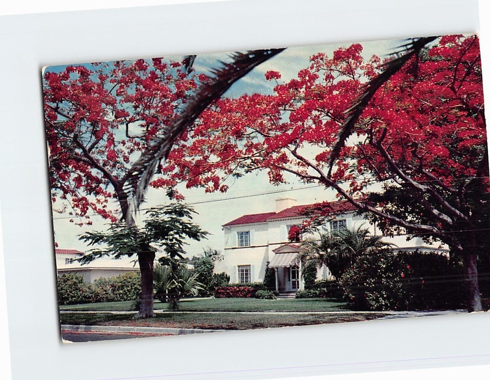 Postcard Royal Poinciana Trees in Florida USA North America