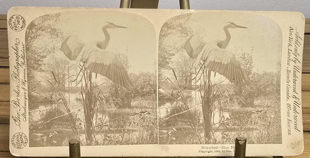 Antique George Barker Stereoview 1892 Disturbed Blue Heron Underwood Stereograph