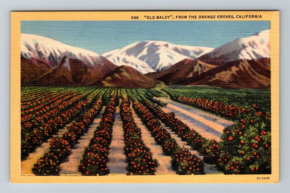 California CA-California Old Baldy from Orange Groves Mountains Vintage Postcard