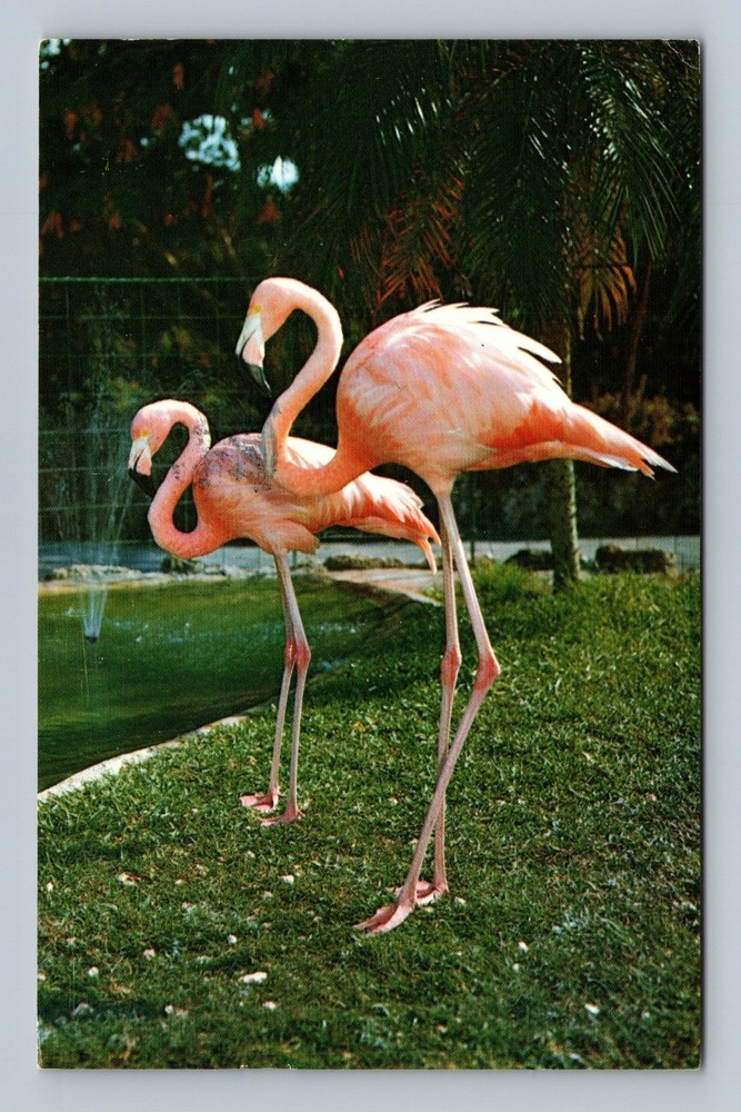 Vintage Florida Flamingos Postcard Color Photo Parrot Jungle Miami
