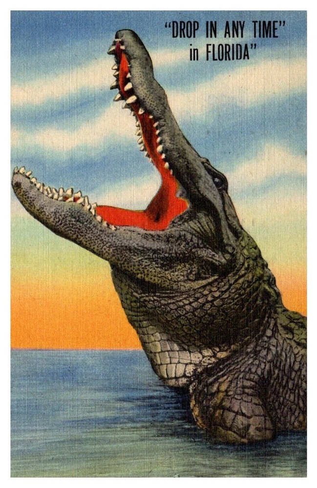 1954 Alligator Invites You To Drop In Any Time In Florida Vintage Postcard
