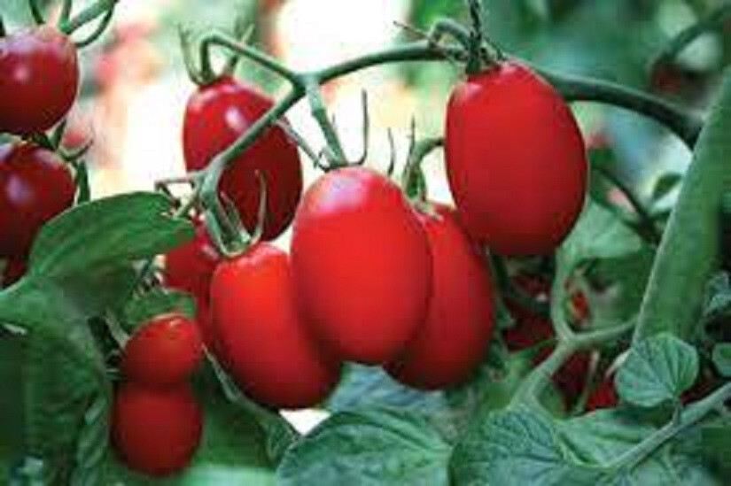 50 Seeds Amai Tomato Heirloom Vegetable Tomatoe Garden Edible