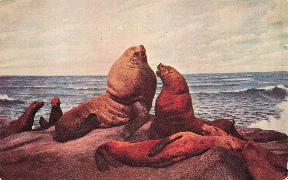 Northern Sea Lion Chicago History Museum Vintage Standard Postcard Unposted