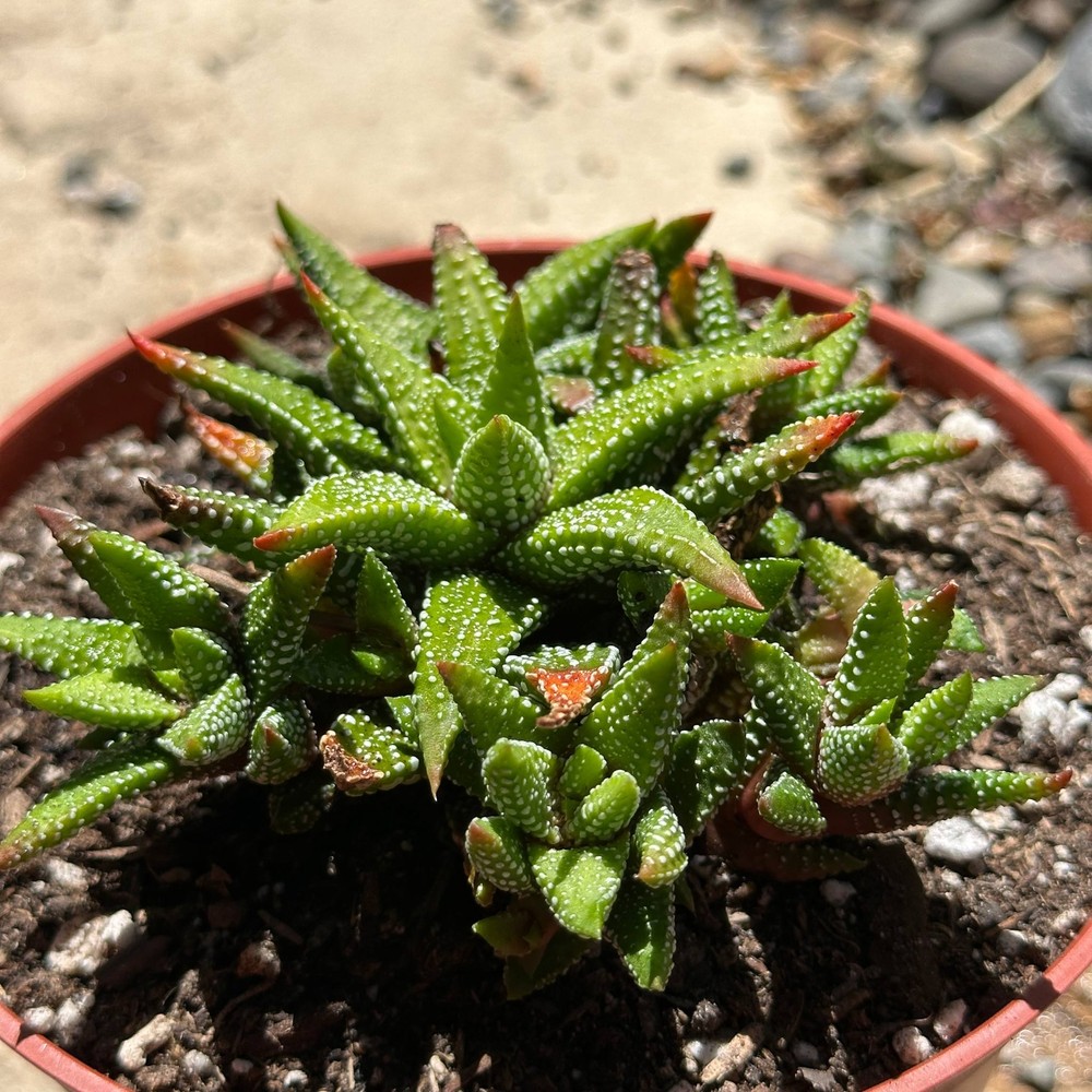 Haworthia attenuata 'Enon'