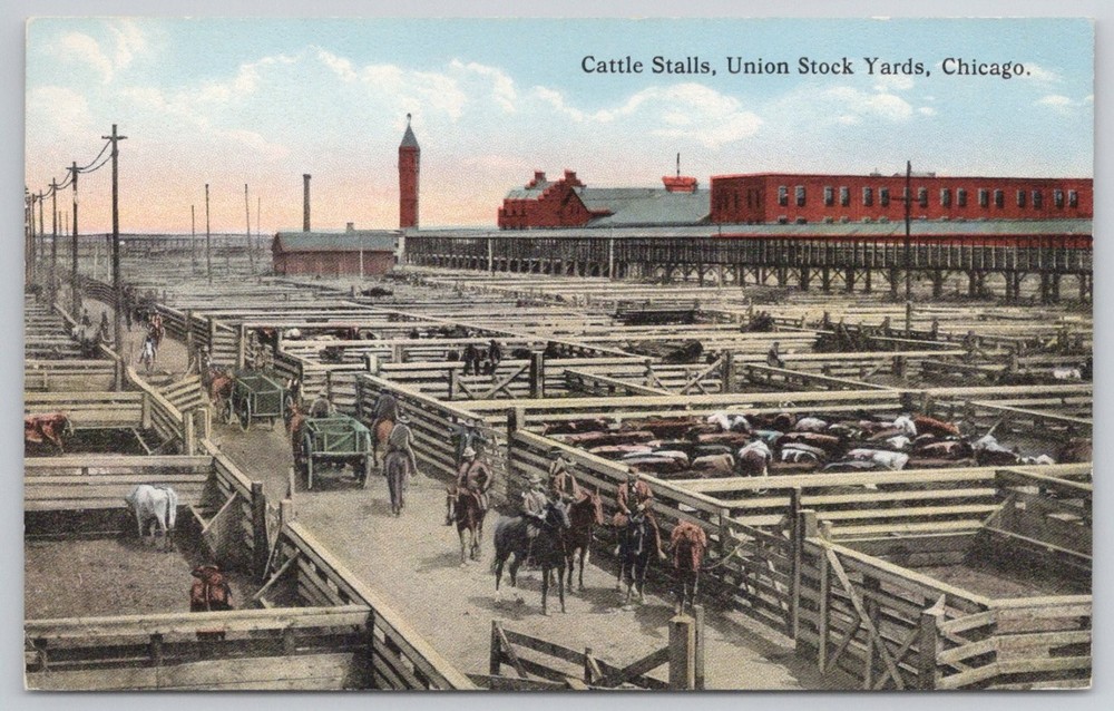 Chicago Union Stock Yards Cattle Stalls Vintage Postcard Max Rigot