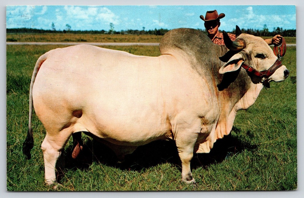 Animals~Grand Champion Brahman Bull Emperor Manso~Vintage Postcard