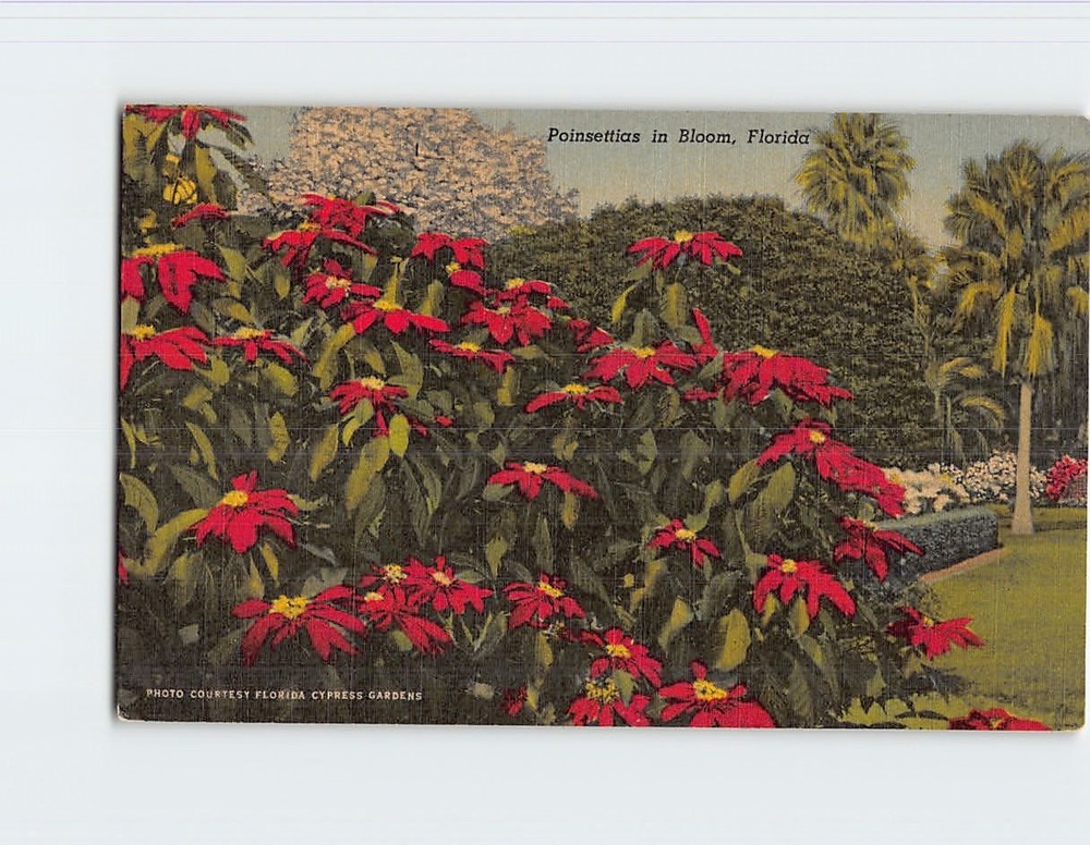 Postcard Poinsettias in Bloom Florida USA