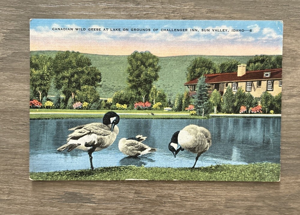 Canadian Geese At Challenger Inn Sun Valley Idaho vintage linen Postcard