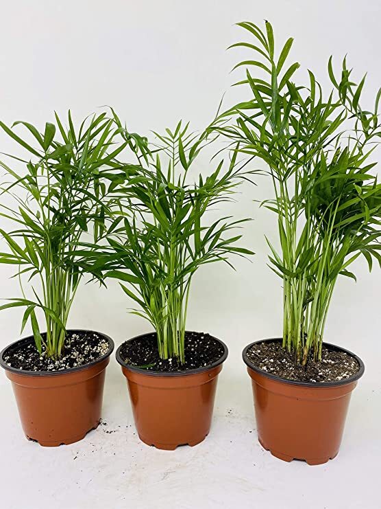 3 Pack Victorian Parlor Palms in 4