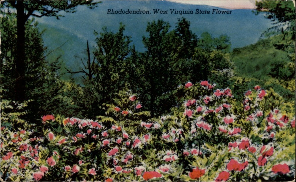 West Virginia Rhododendron State Flower aerial view unused vintage postcard