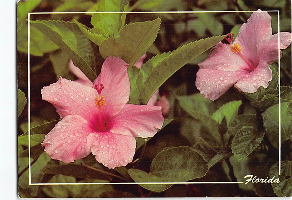 Postcard Hibiscus Flowers in Florida USA