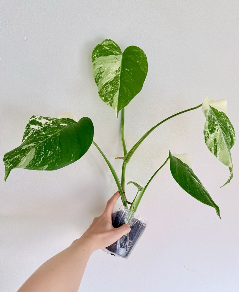 Rooted Variegated Monstera Albo Borsigiana Plant -  Earth Day Sale