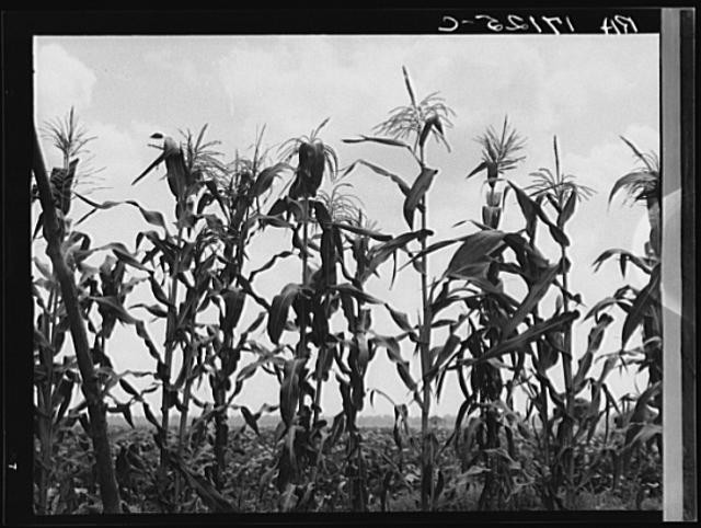 Washington County,Mississippi,MS,Farm Security Administration,June 1937,FSA,1 1