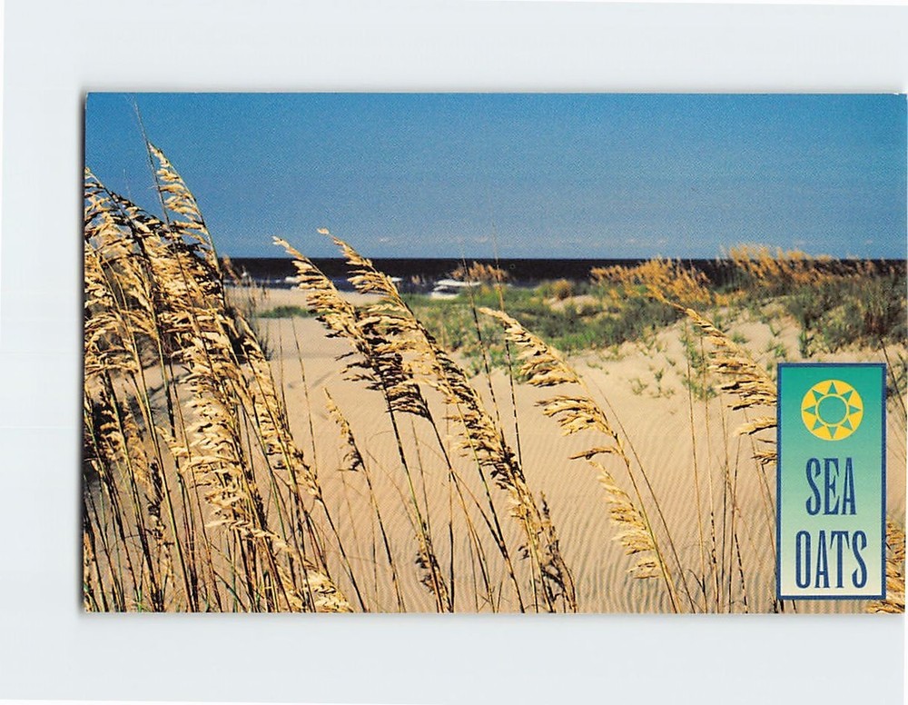 Postcard Sea Oats along the Outer Banks North Carolina USA
