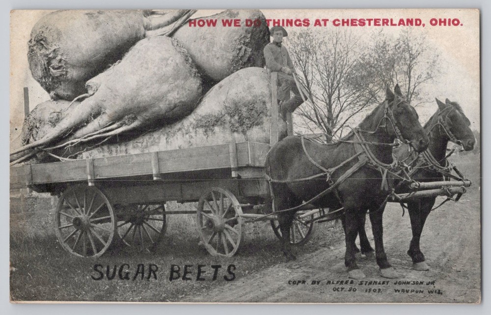 Chesterland Ohio Exaggerated Sugar Beets, Horse and Wagon 1911 Antique Postcard