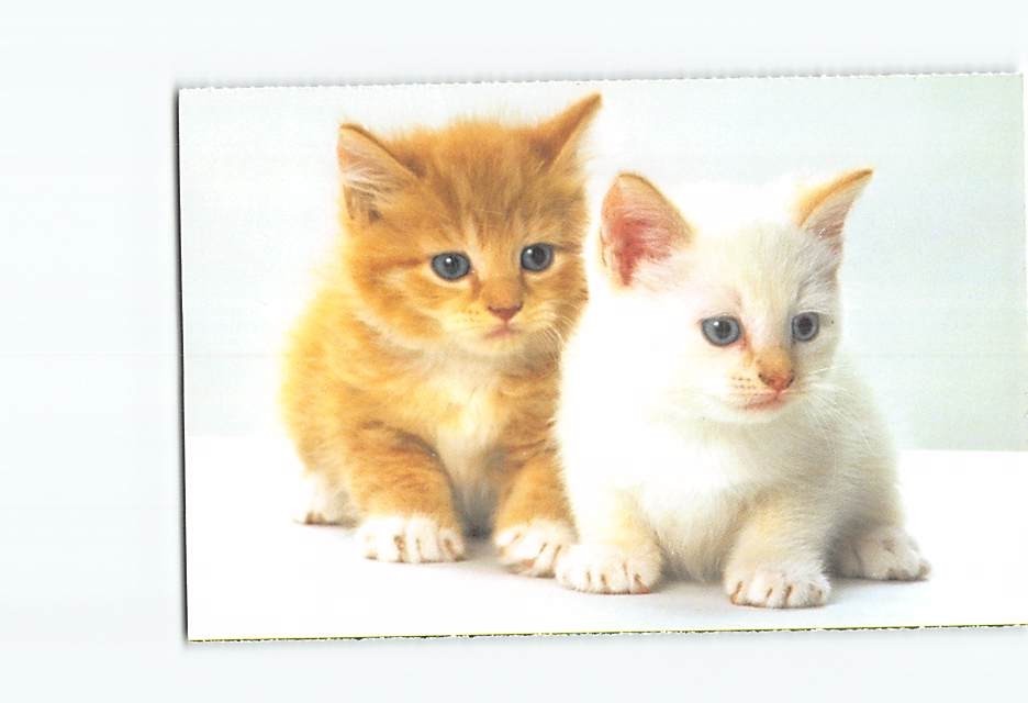 Postcard Two Cute Kittens