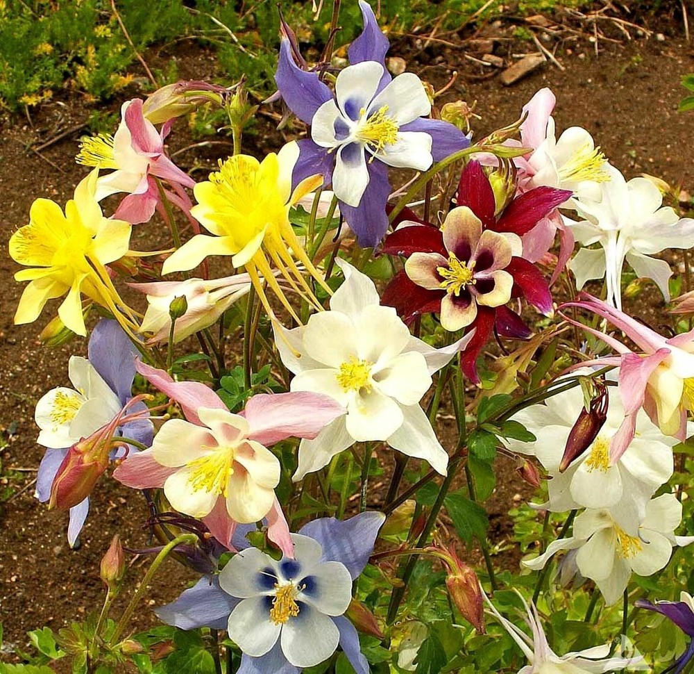 McKana's Giant Columbine Mix Seeds - Aquilegia caerulea - B307