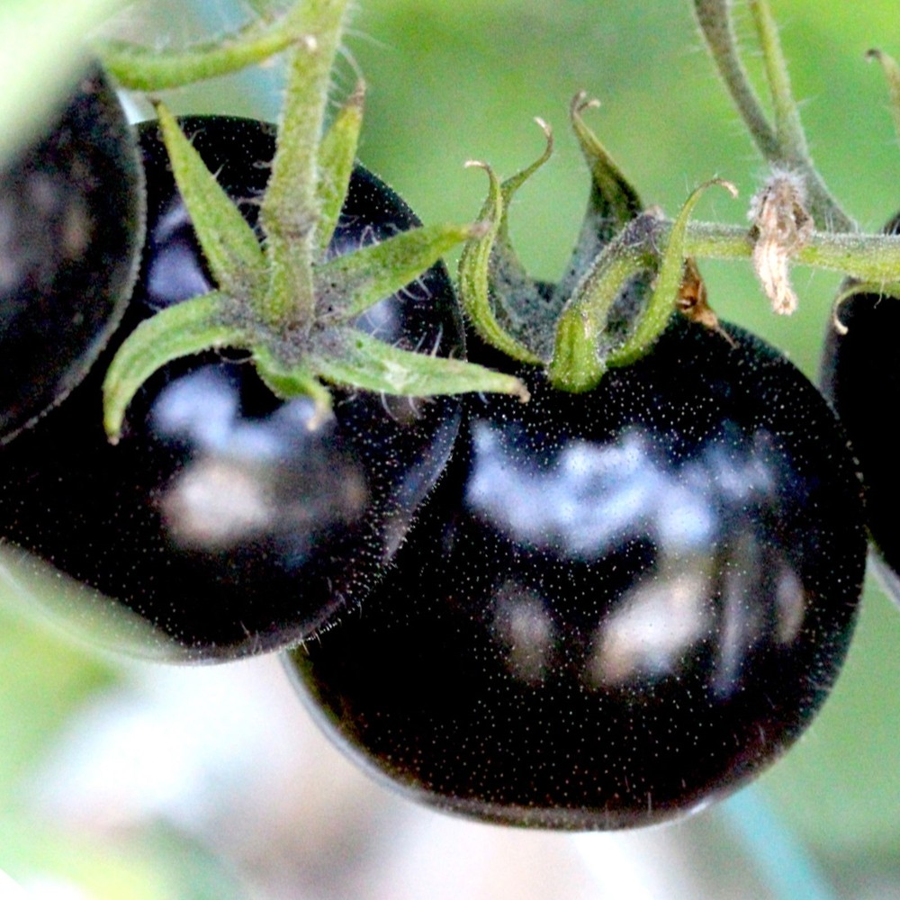 60+ EUROPEAN BLACK CHERRY TOMATOES SEEDS SWEET TASTY HEIRLOOM NON-GMO RARE JUICY