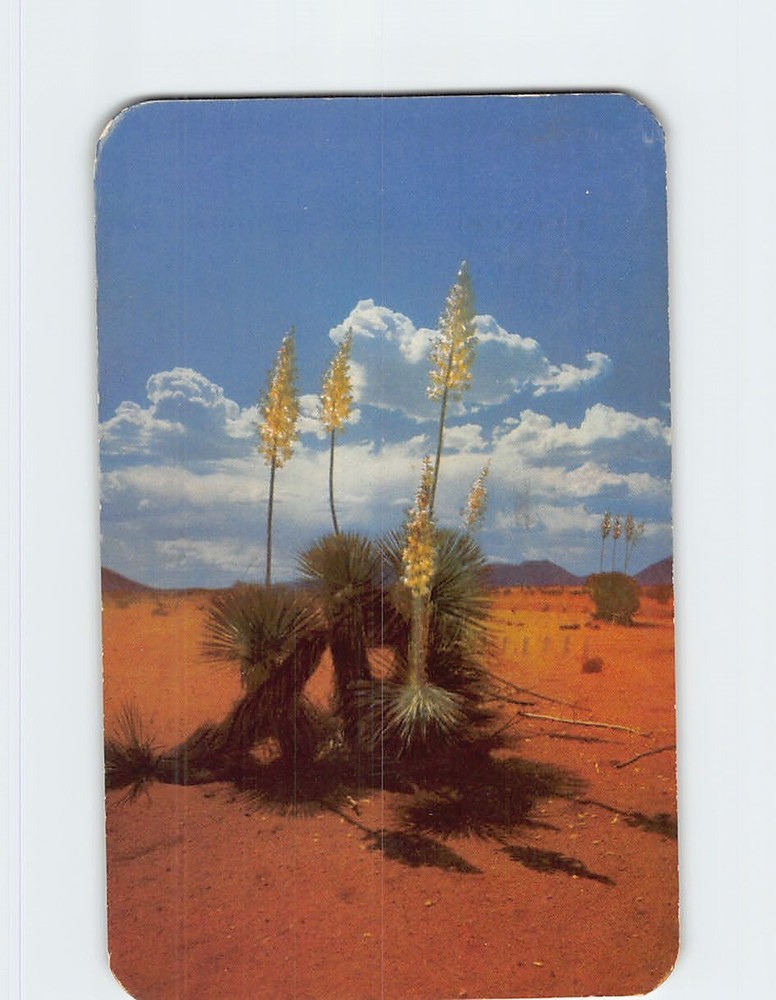 Postcard Desert Yucca in Bloom