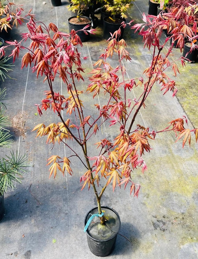 Acer palmatum 'Nebula' (Nebula Japanese Maple)-image