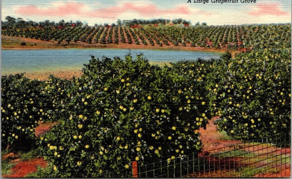 Vintage Florida Grapefruit Grove Linen Postcard Curteich C.T. Art-Colortone