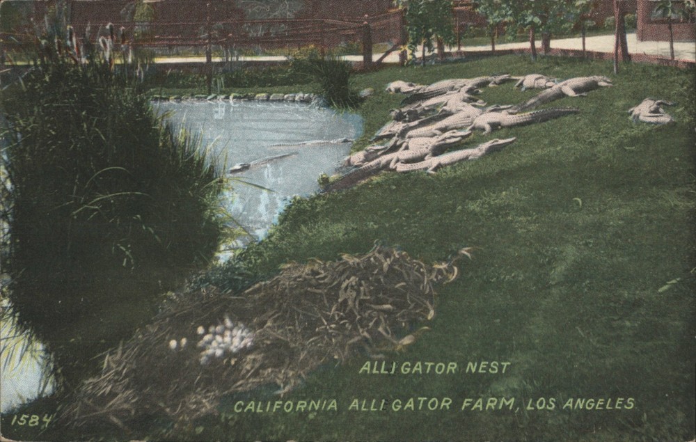 Los Angeles, California CA Alligator Nest, Farm Original Vintage Postcard
