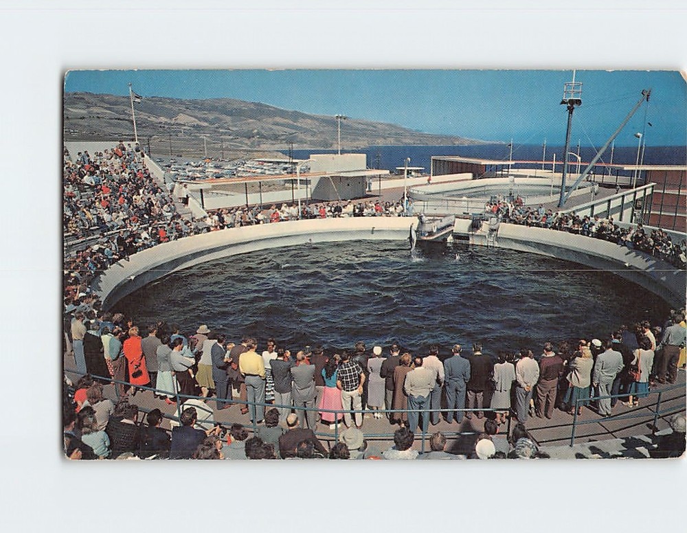 Postcard Porpoise Feeding Time At Marineland Of The Pacific California