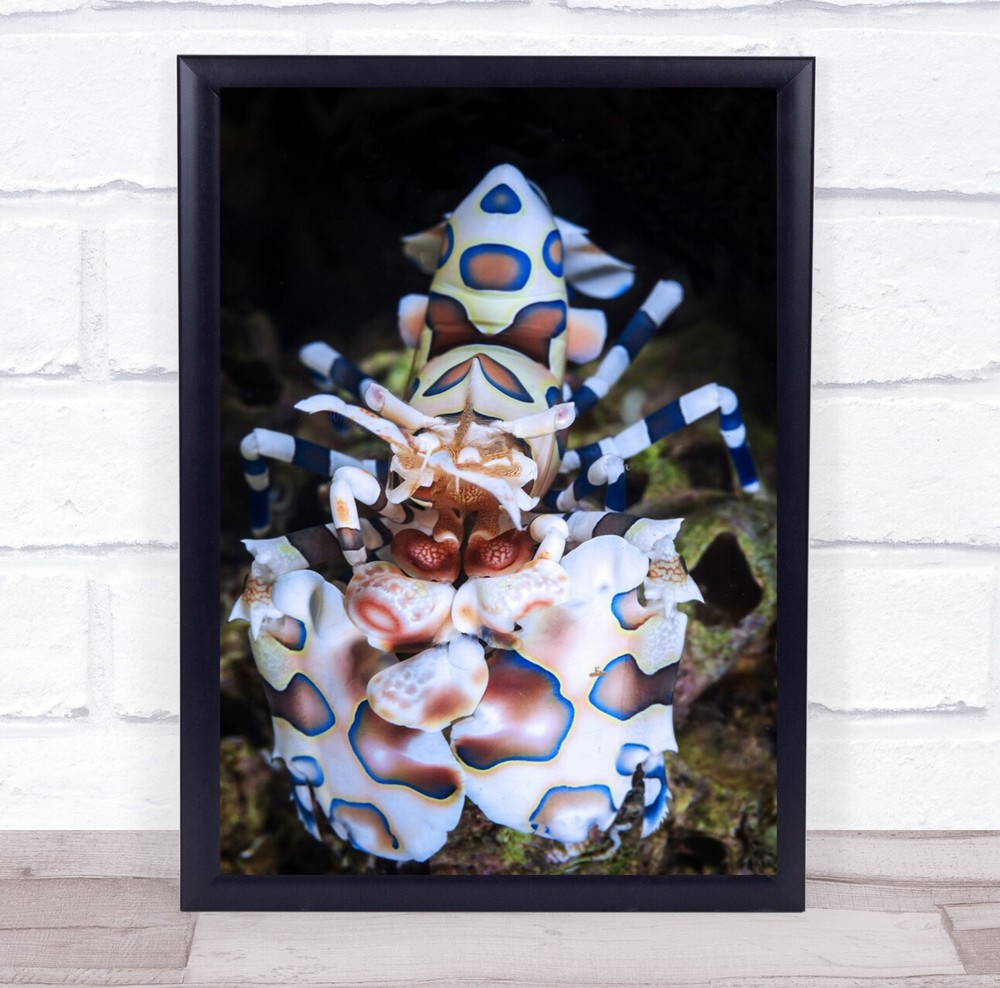 Shrimp Harlequin Mozambique Tofo seal life seas creature Wall Art Print