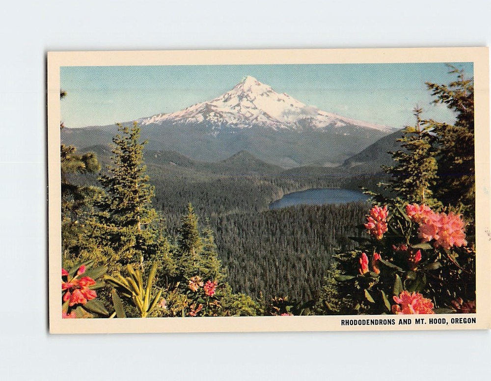 Postcard Rhododendrons Mt Hood And Lost Lake Oregon