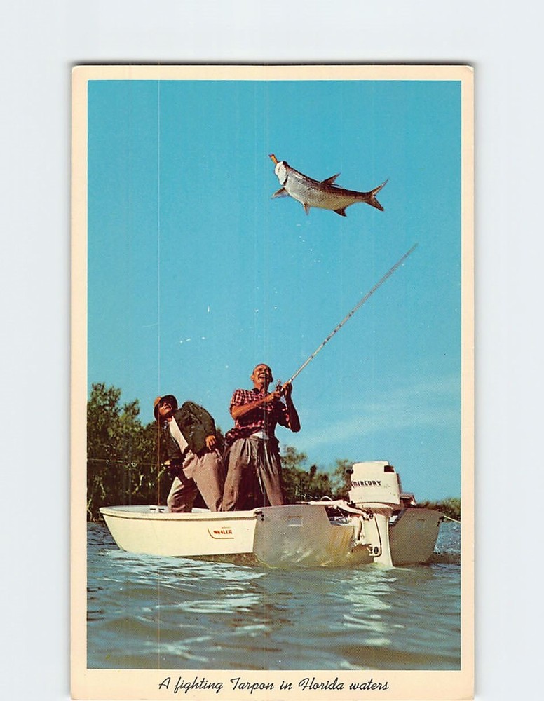 Postcard A Fighting Tarpon at Everglades National Park Florida USA