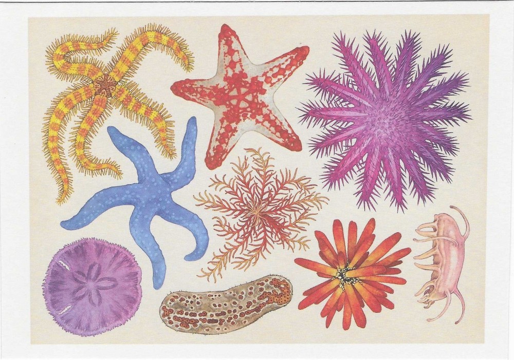 NEW Oceanarium Watercolor Postcard Sea Creatures Marine Mammals
