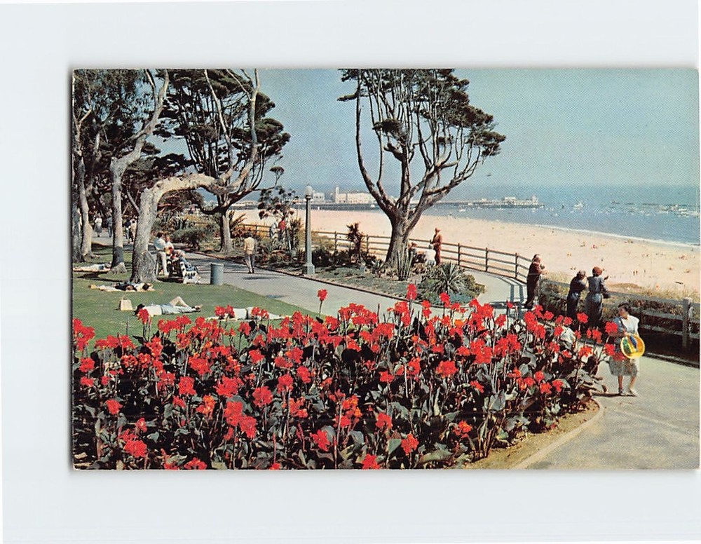 Postcard Bed of Colorful Cannas Palisades Park Santa Monica California USA