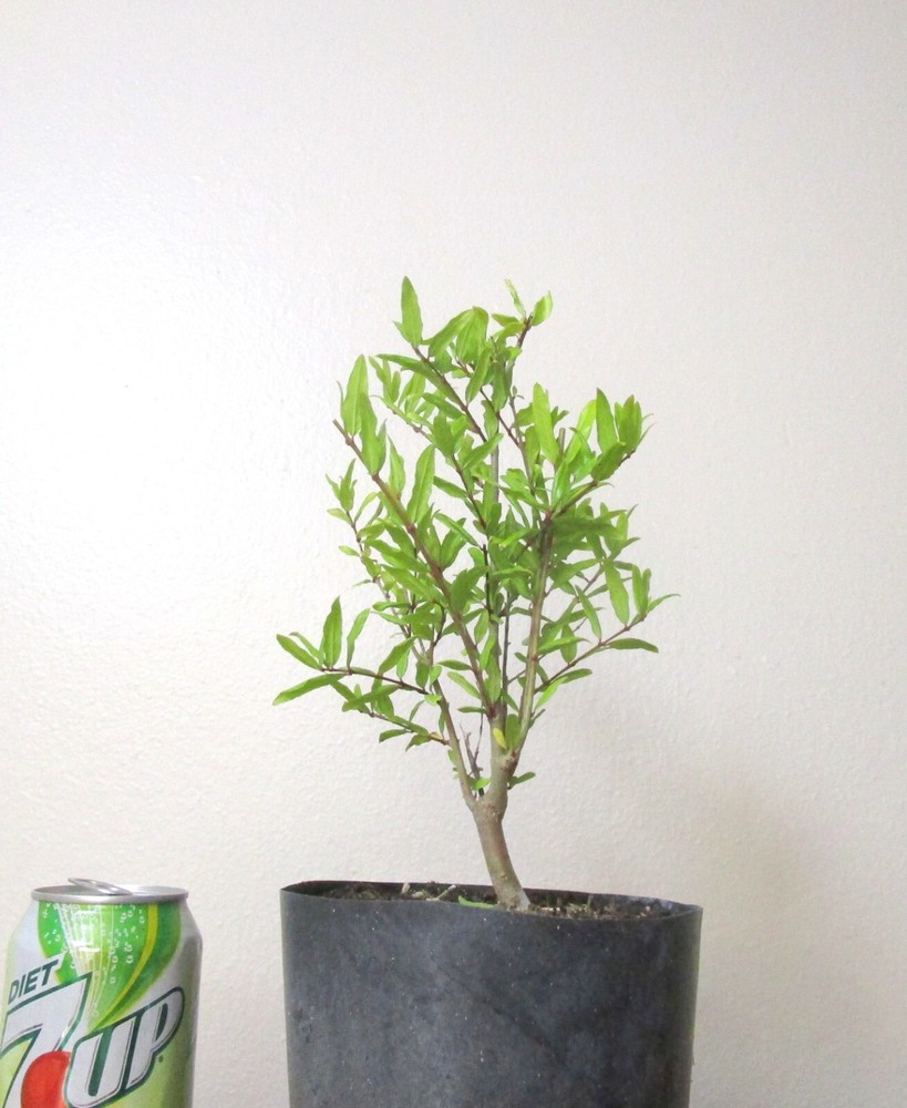 Dwarf pomegranate mame shohin bonsai tree ideal for small spaces