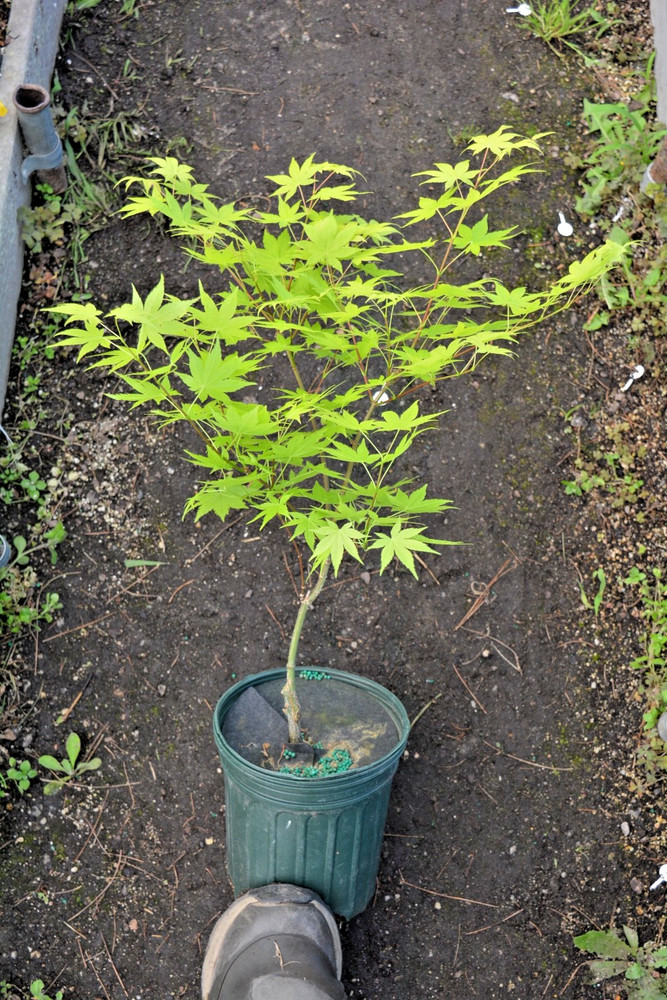 Acer palmatum 'Summer Gold' Golden Japanese Maple 1gal READ-image