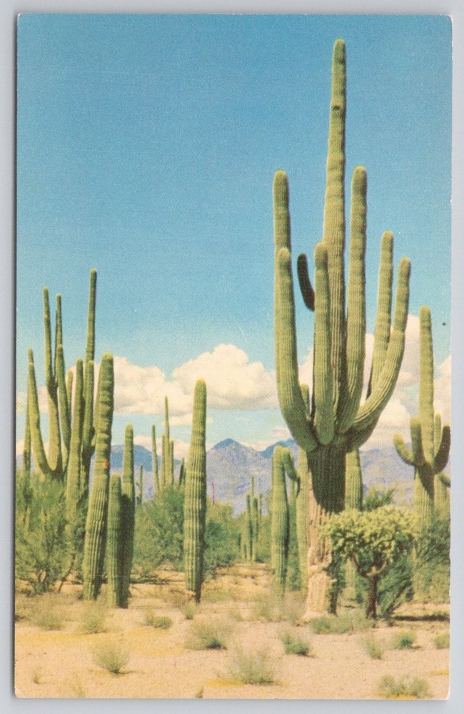 Vintage Saguaro Forest Arizona Desert Postcard - Bob Petley Natural Color Card