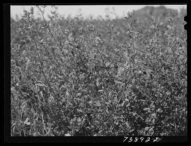 Photo:1930s Wildflower Field Black and White Landscape