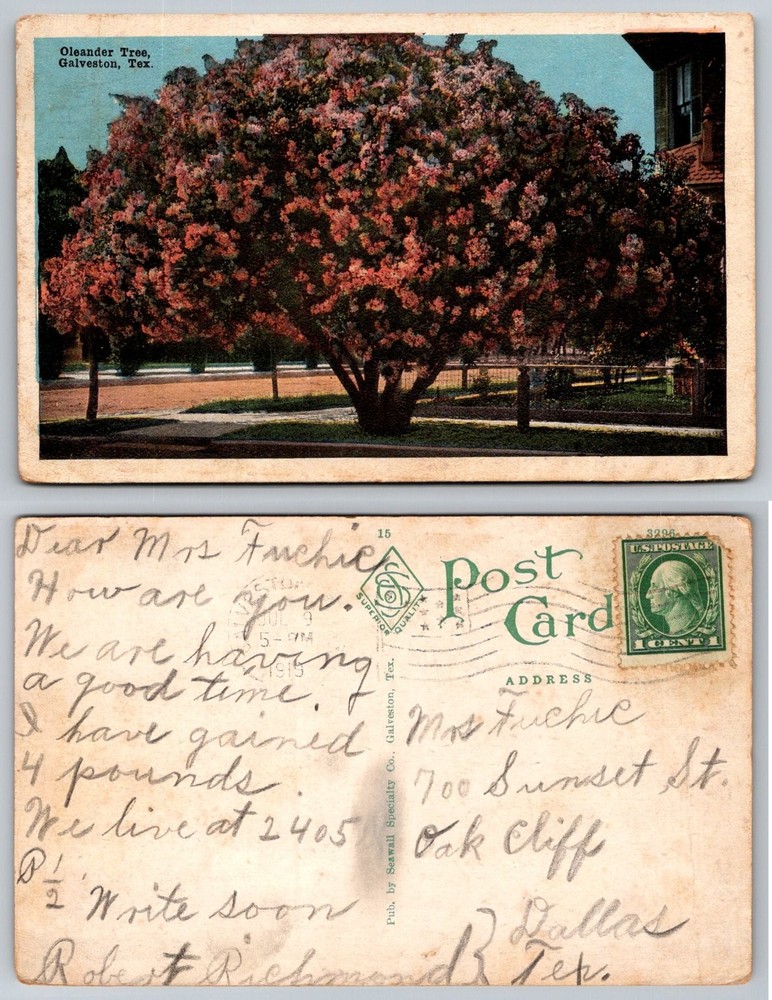 Vintage 1915 Postcard Oleander Tree Galveston Texas Seawall Specialty Co.