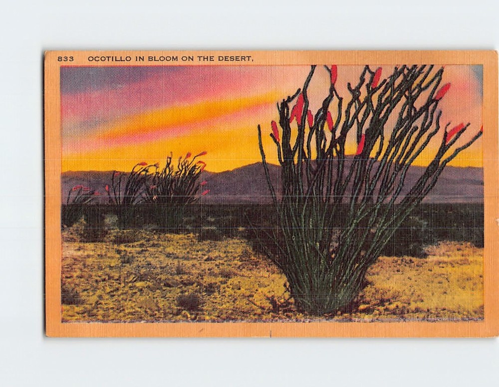 Postcard Ocotillo In Bloom On The Desert