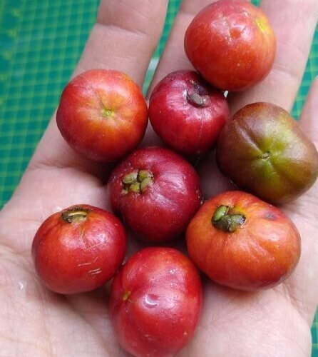 Eugenia aff Arvensis - HYPER RARE