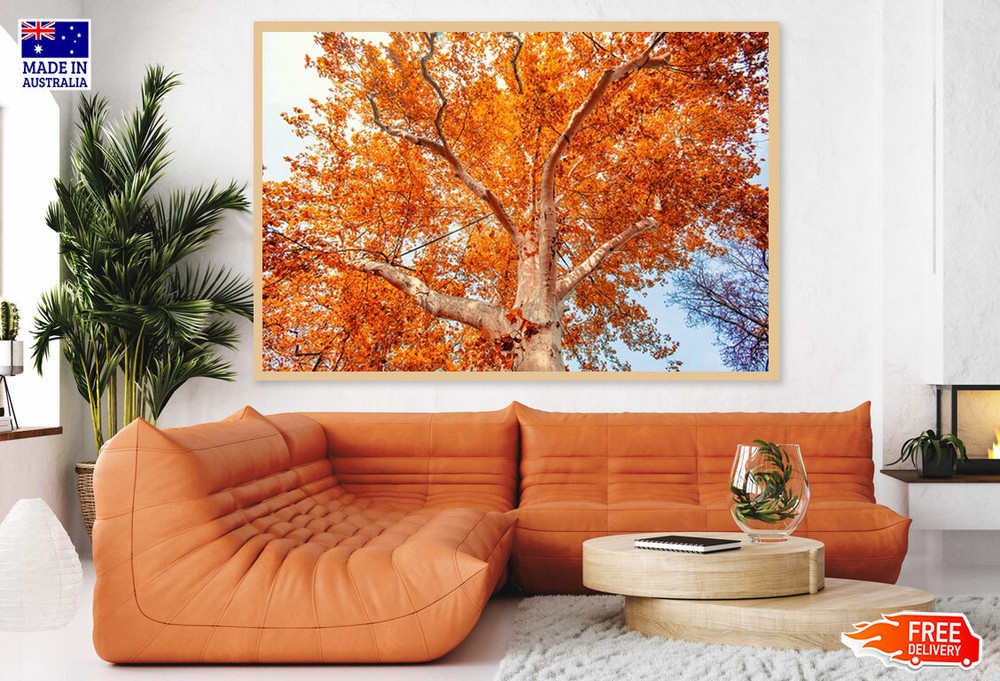 (Laminated) Orange Leaves Tree View From Below 91x61cm