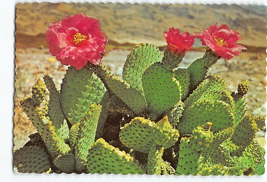 Postcard Magenta Beaver Tail Cactus