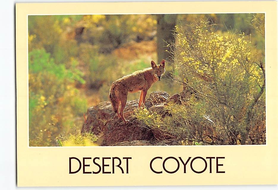 Postcard Desert Coyote