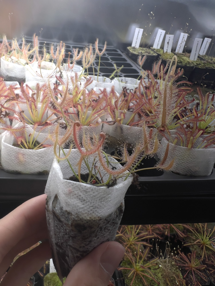 Drosera binata var. dichotoma 'T-form' - Live Carnivorous Sundew