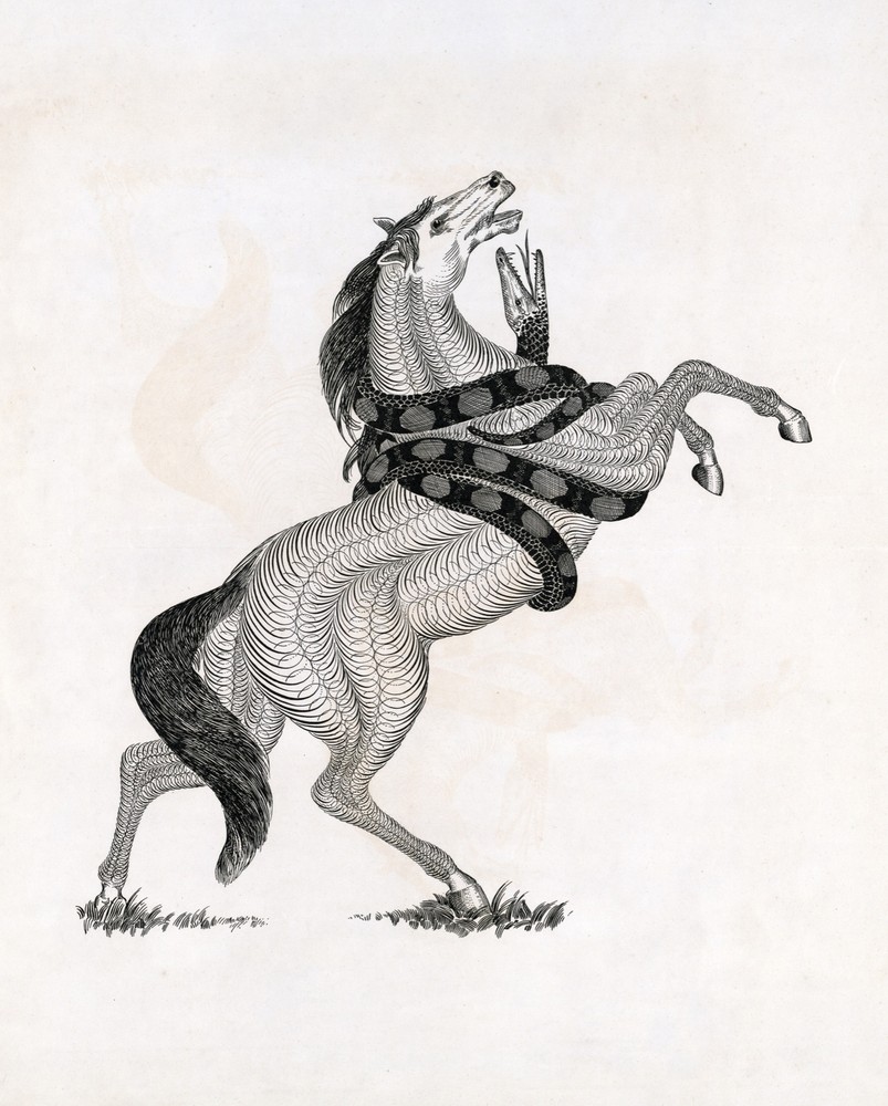 9552.Decoration Poster.Room Wall art.Home decor.Drawing of Horse.Elegant equine