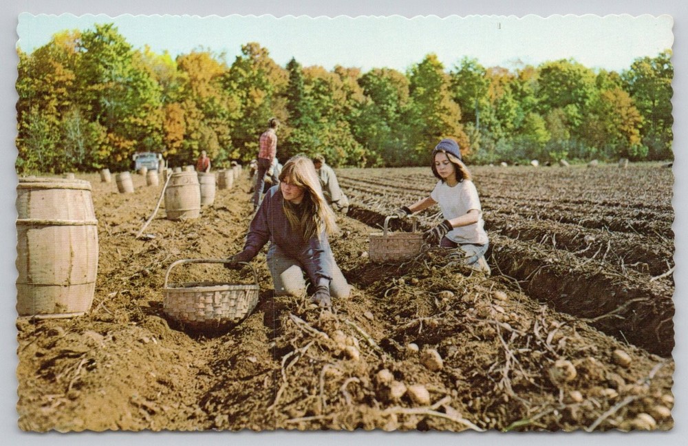 Aroostook County Maine Potato Harvest Postcard 1960s Eastern Illustrating