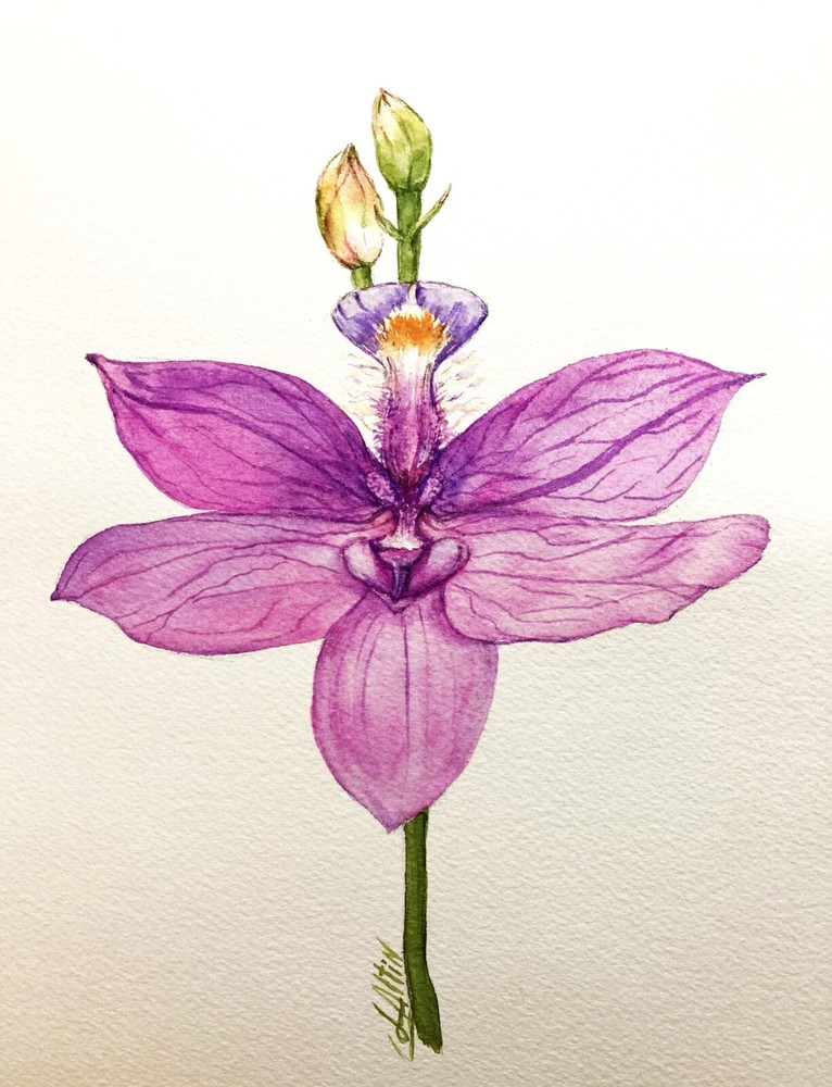 Exotic Orchid Watercolor Original Botanical Art Painting
